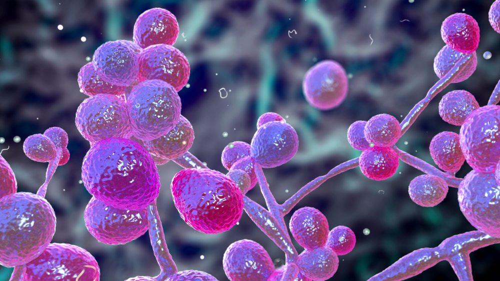 The Silent Surge: Drug-Resistant Fungi and the Threat to Human Health