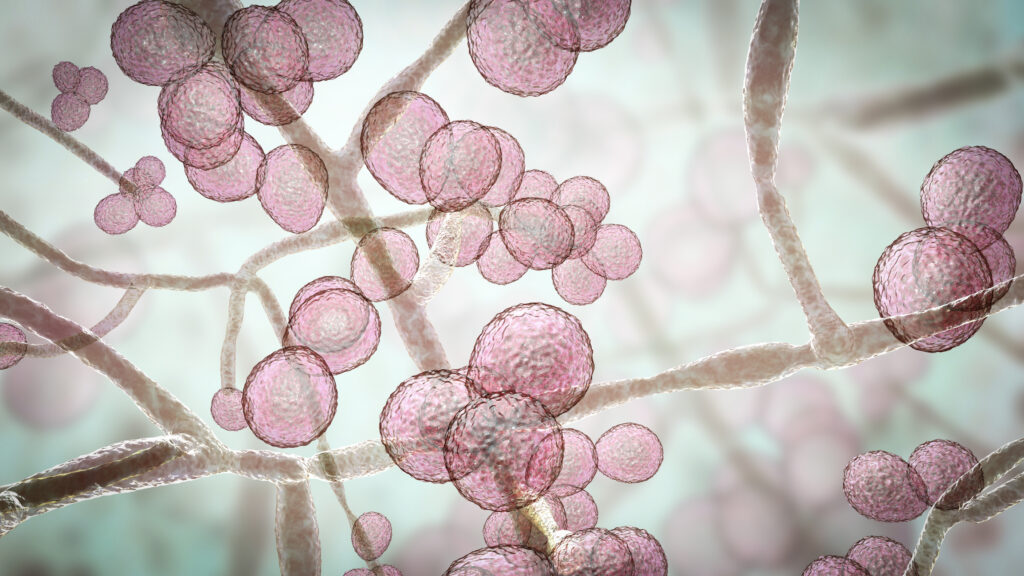 Three Resistant Fungi, Three Different AMR Problems